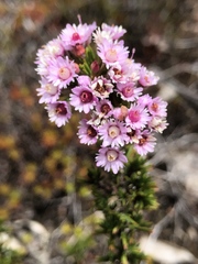 Verticordia plumosa