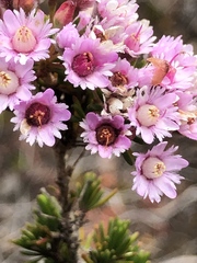 Verticordia plumosa