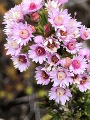 Verticordia plumosa