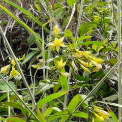 Lisianthius seemannii