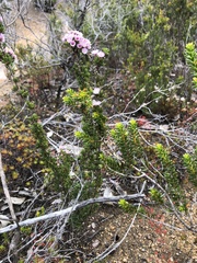 Verticordia plumosa