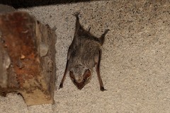 Taphozous mauritianus