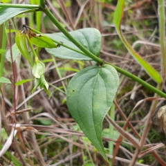 Lisianthius seemannii