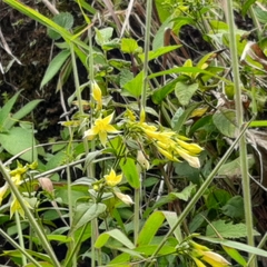 Lisianthius seemannii