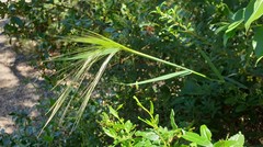 Austrostipa elegantissima