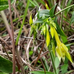 Lisianthius seemannii