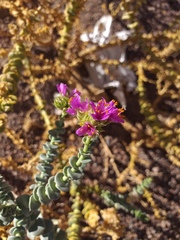 Cistanthe salsoloides