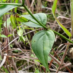 Lisianthius seemannii