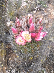 Eriosyce paucicostata paucicostata