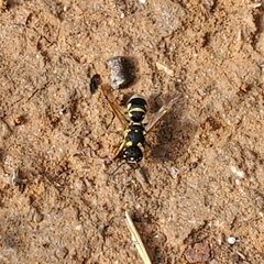 Stenodynerus anormis