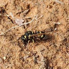 Stenodynerus anormis