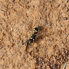 Stenodynerus anormis