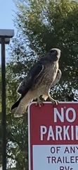Buteo jamaicensis