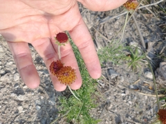Gaillardia megapotamica megapotamica