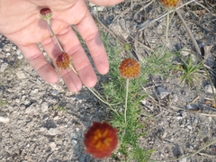 Gaillardia megapotamica megapotamica