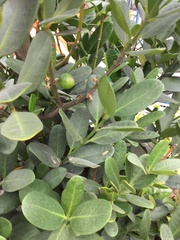 Garcinia subelliptica