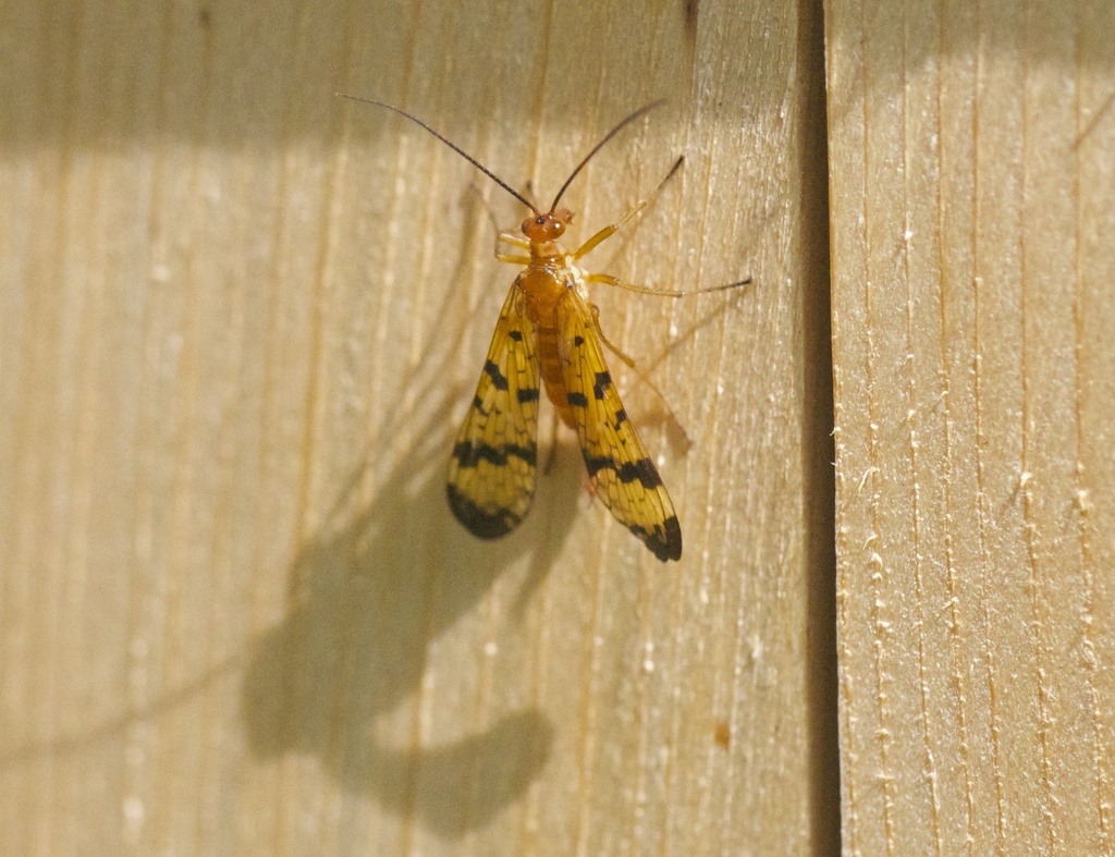 Panorpa rufescens
