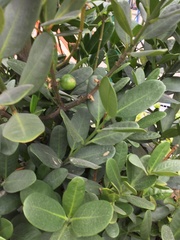 Garcinia subelliptica