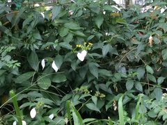 Hydrangea scandens