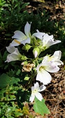 Malva preissiana