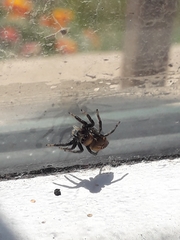 Phiale roburifoliata