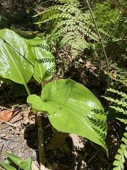 Proiphys cunninghamii