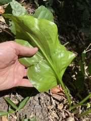 Proiphys cunninghamii