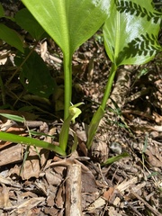 Proiphys cunninghamii