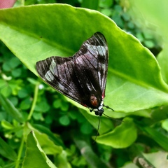 Dysschema leucophaea