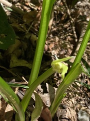 Proiphys cunninghamii