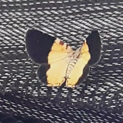 Heterusia