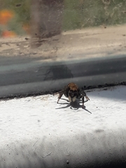 Phiale roburifoliata