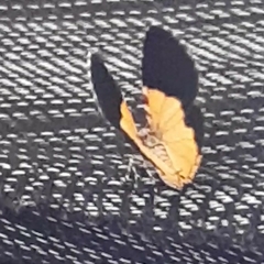 Heterusia