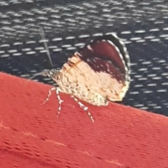 Heterusia
