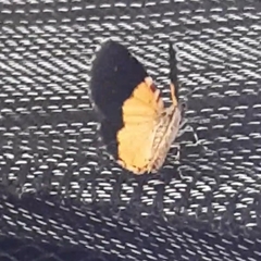 Heterusia