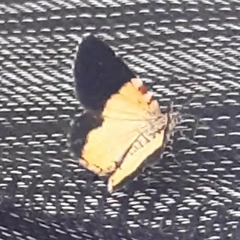 Heterusia