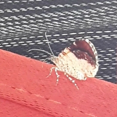 Heterusia