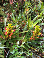 Guzmania squarrosa