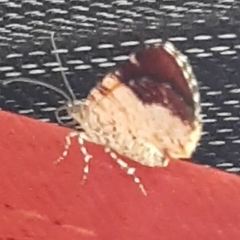 Heterusia