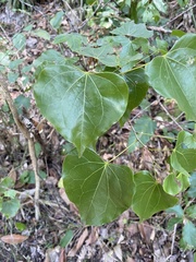 Barklya syringifolia