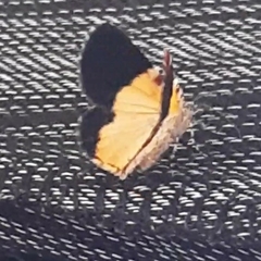 Heterusia