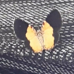 Heterusia