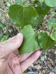 Barklya syringifolia