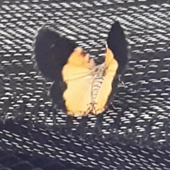 Heterusia