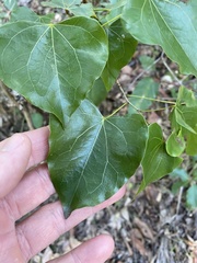 Barklya syringifolia