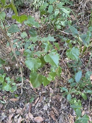Barklya syringifolia