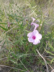 Ipomoea platensis