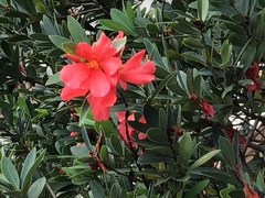 Camellia azalea