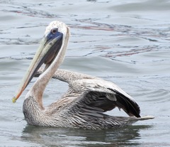 Pelecanus occidentalis