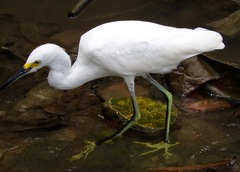 Egretta thula